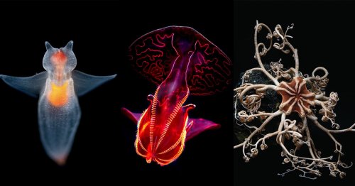 Into the Deep: Photos of Incredible Creatures from the Ocean's Depths