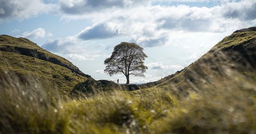 Two Men Convicted of Felling Iconic Sycamore Tree Beloved by Photographers
