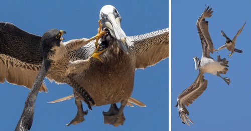 Falcon Attacks a Much Larger Pelican in a Series of Spectacular Photos
