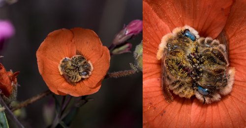 Photos of Bees Sleeping in a Flower
