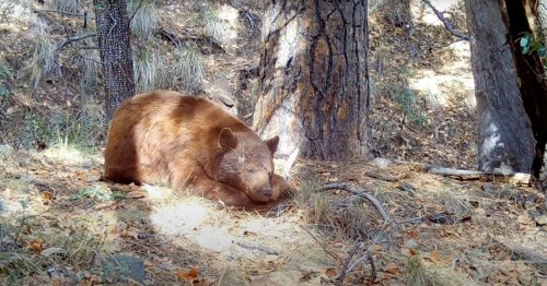 Sleepy Bear Falls Asleep in Front of Trail Camera