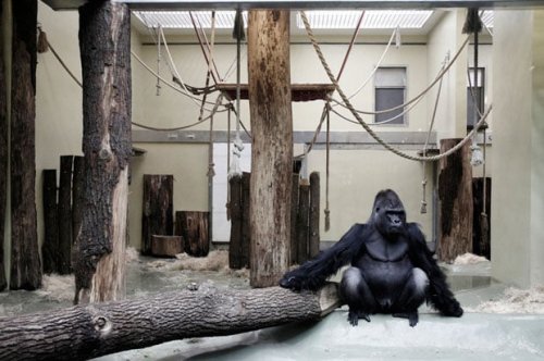 Gloomy Portraits of Zoo Animals Living In their Manmade Worlds