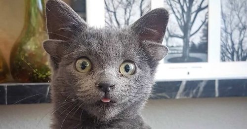 Midas the Four-Eared Kitten is an Instagram Star
