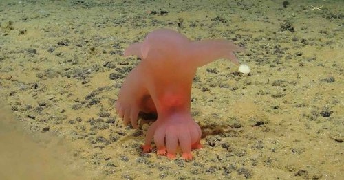 Scientists Photograph Pink 'Barbie Pigs' Among New Species in Pacific Ocean