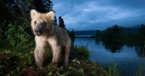 'Studio' Wildlife Portraits Captured with Camera Traps and Flashes