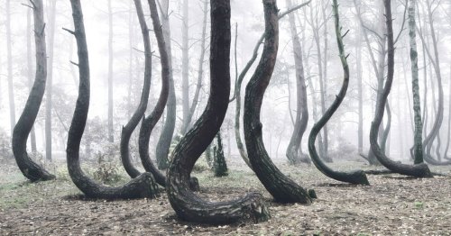 Photos of the Strange 'Crooked Forest' in Poland
