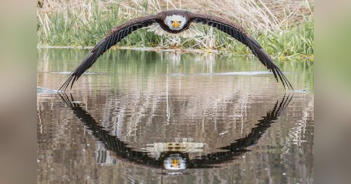Photographer Catches Bald Eagle with Symmetrical Reflection