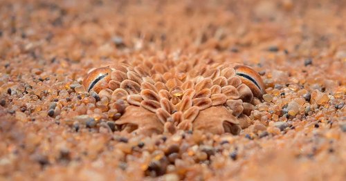 Photographer Captures Amazing Shot of Snake Hidden in the Sand
