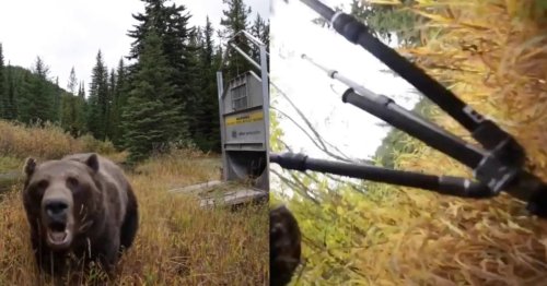 Photographer Shows How Fast Grizzly Bears Attack in Heart-Stopping Video