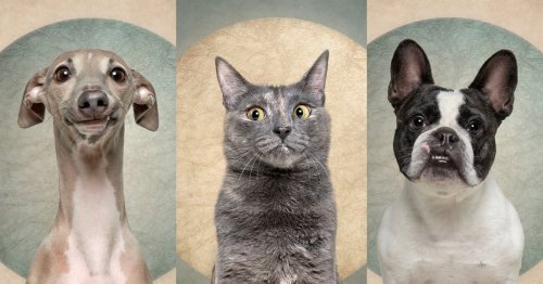 Pet Photographer Captures Expressive Dogs and One Guilty-Looking Cat
