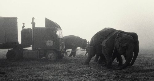 Photographer's Stark Images of Circus Life in the 1980s