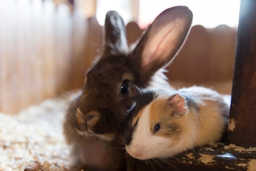 Kaninchen und Meerschweinchen zusammen halten – geht das wirklich?
