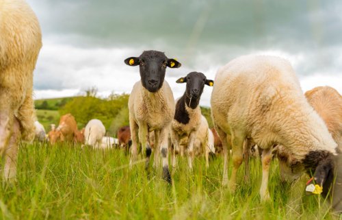 Wie Schafe in der Rhön eine Kulturlandschaft formten