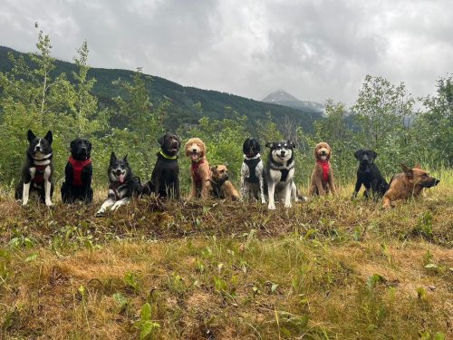 In Alaska holt ein Bus Hunde zum Gassigehen ab