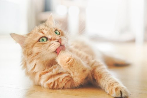 Katze hat Schuppen – mögliche Ursachen und Behandlungsmöglichkeiten