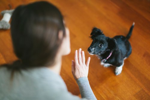 4 Übungen für Hund und Halter, die einfach Spaß machen