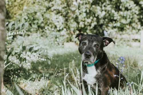 Ab wann ist ein Hund eigentlich ein Senior?