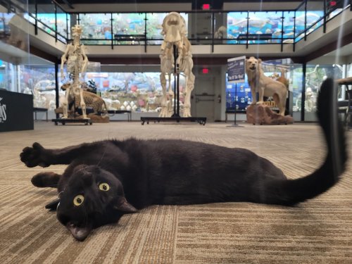 Kater „Indiana Bones“ begeistert regelmäßig Besucher im Knochenmuseum in Oklahoma