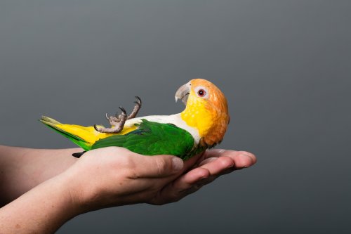 Warum die Papageienkrankheit auch für Menschen gefährlich ist