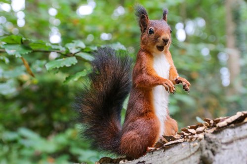 Warum Eichhörnchen nicht immer rot sind