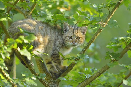 Wie die Europäische Wildkatze nach Deutschland zurückkehrte