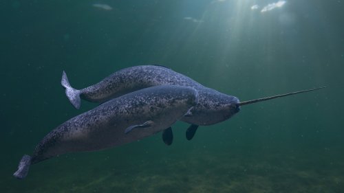 Der Narwal – Wofür braucht das „Einhorn der Meere“ sein Horn?