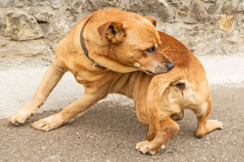 Tipps, wie man hartnäckige Hundegerüche wieder loswird