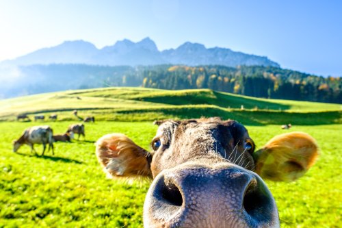 7 „kuhle“ Fakten über Kühe