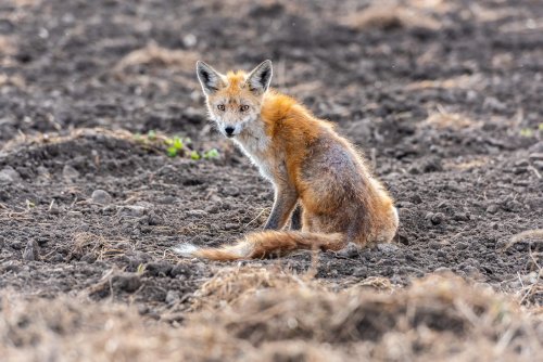 Fuchsräude breitet sich aus! Wie gefährlich ist die Krankheit für Haustiere?