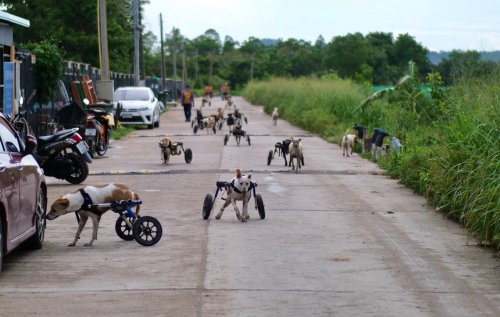 Hilfsorganisation in Thailand kümmert sich um 36 Hunde mit Rollstuhl
