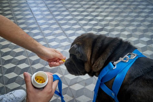 Vitamin-D-Mangel beim Hund erkennen und behandeln