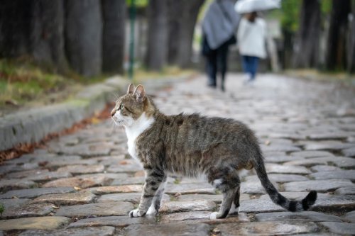 Katzenschutzverordnung gegen Streunerleid gefordert
