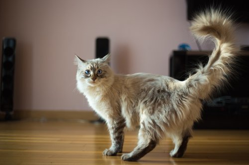 12 der beliebtesten Katzenrassen der Deutschen