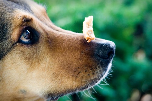 Getreide in Hundefutter – ist das wirklich schlimm?