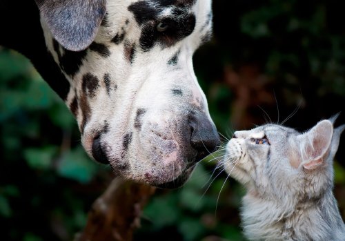 Die schönsten Sprüche über Hunde und Katzen
