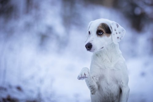 Welche Pflege brauchen Hundepfoten im Winter?