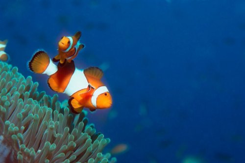 20 Jahre „Nemo“ – diese Folgen hat der anhaltende Hype für Clownfische