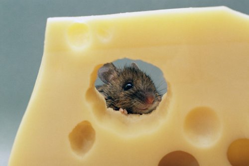 Mögen Mäuse wirklich Käse?