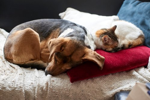 Würmer bei Hund und Katze – welche es gibt und wie man sie behandelt