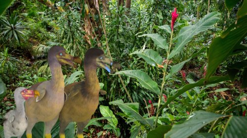 Darum sollten Forscher den ausgestorbenen Dodo nicht zurückbringen