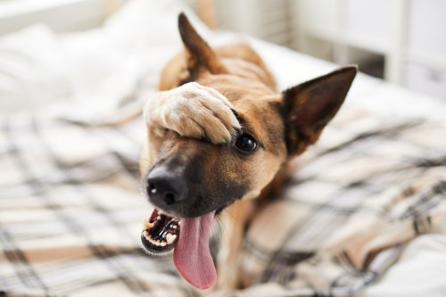 Studie identifiziert 7 Persönlichkeitsmerkmale von Hunden und wovon sie beeinflusst werden