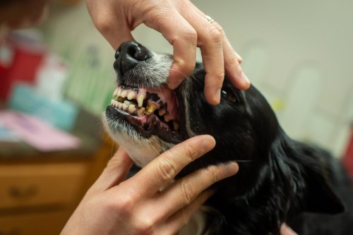 Vorsicht, Zahnschmerzen! So erkennen und verhindern Sie Zahnprobleme bei Ihrem Hund