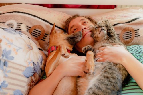 Wie Haustiere unseren Schlaf negativ beeinflussen