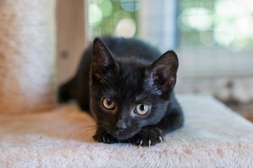 Warum schwarze Katzen schlechtere Vermittlungschancen haben