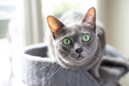 4 Gründe, warum Katzen Menschen dauerhaft anstarren