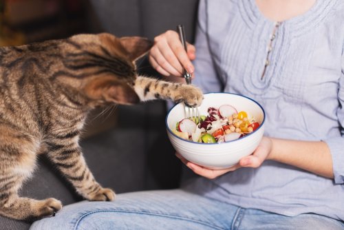 Dürfen Katzen Gemüse fressen?
