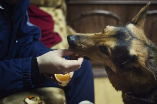 Dürfen Hunde Mandarinen fressen? Das sollten Sie wissen