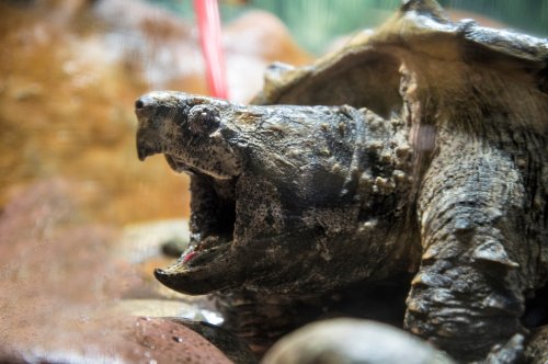 Schnappschildkröten in Deutschland – wie gefährlich sind sie?