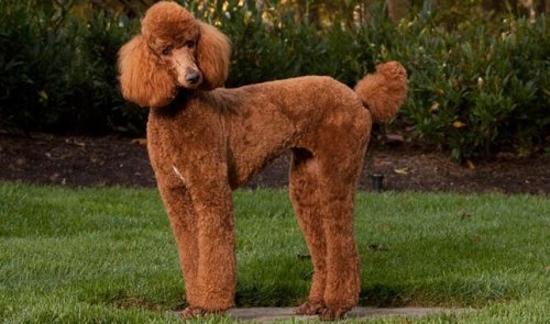 Poodle Dog Breed Facts and Characteristics