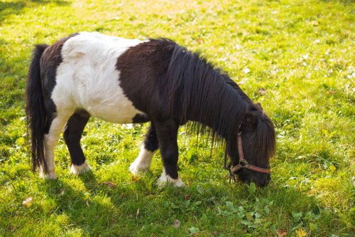 Rescued Miniature Horse Is Melting Hearts With His Whinny